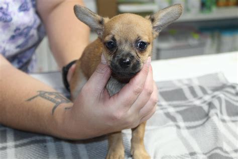 hardee animal clinic adoptable dogs.